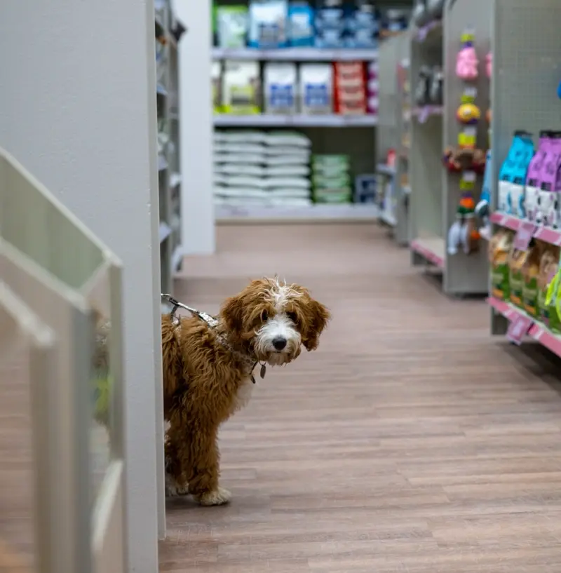 Pets at Home eyes return to profit growth after ‘pivotal’ year featured picture