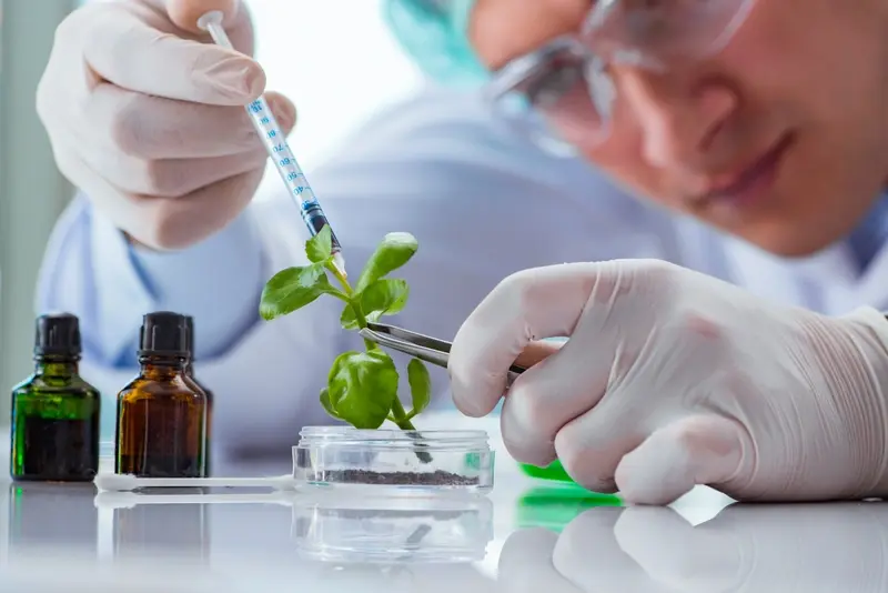 Scientists injecting a substance into a plant