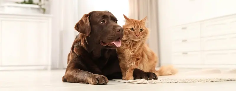 A brown dog and ginger cat