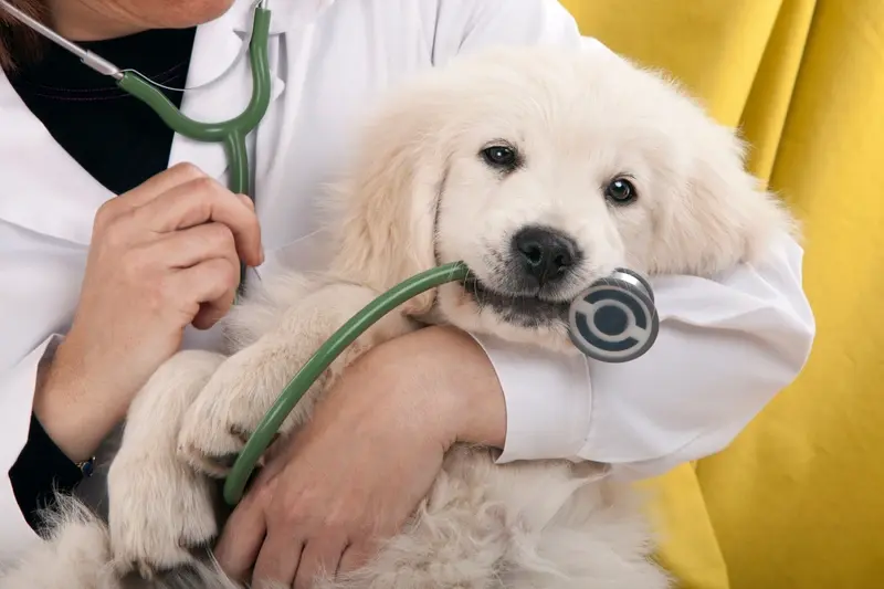 Dog being held by vet with stethoscope in mouth 