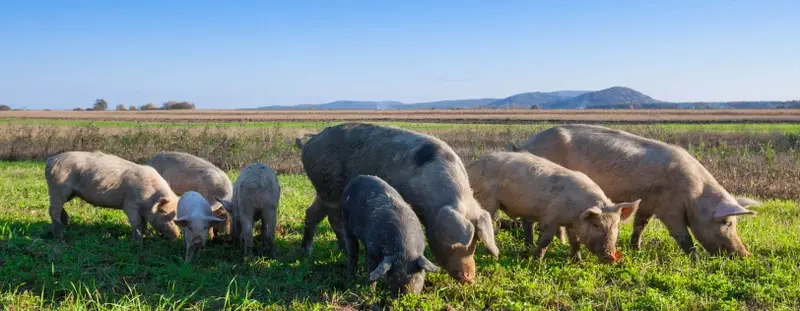 Group of pigs eating grass