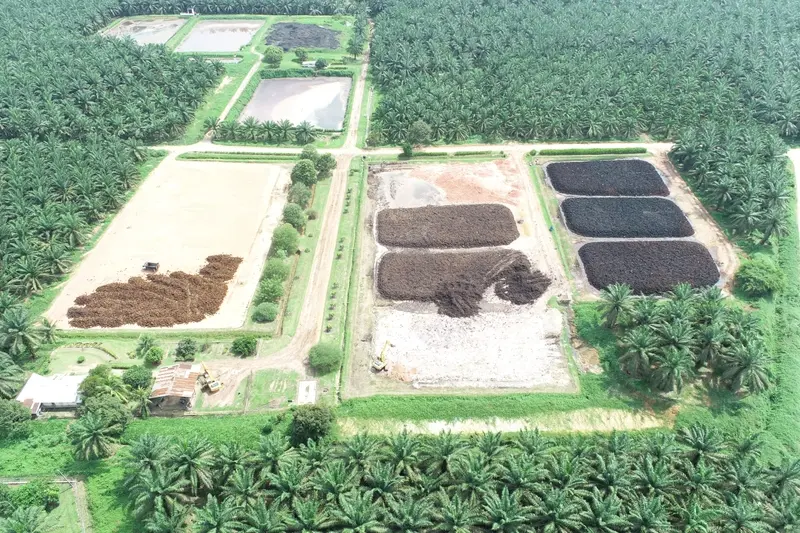 Palm oil plantation in Indonesia