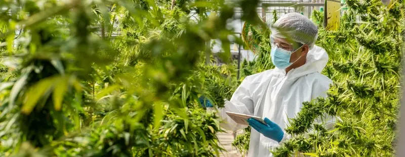 Man inspecting cannabis leaves