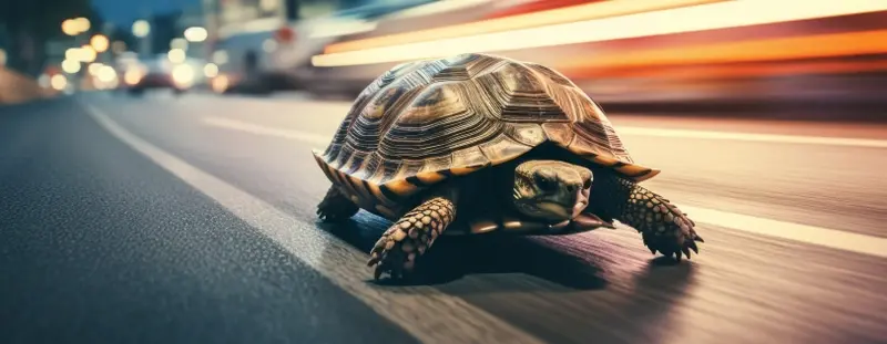 Tortoise speeding on road
