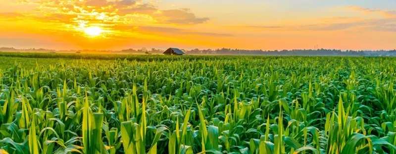 crop field