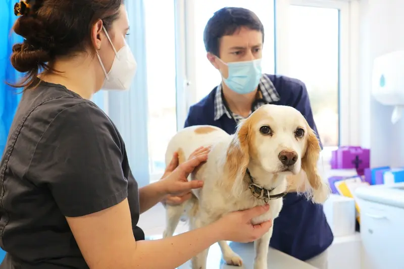 Dog in vet practice