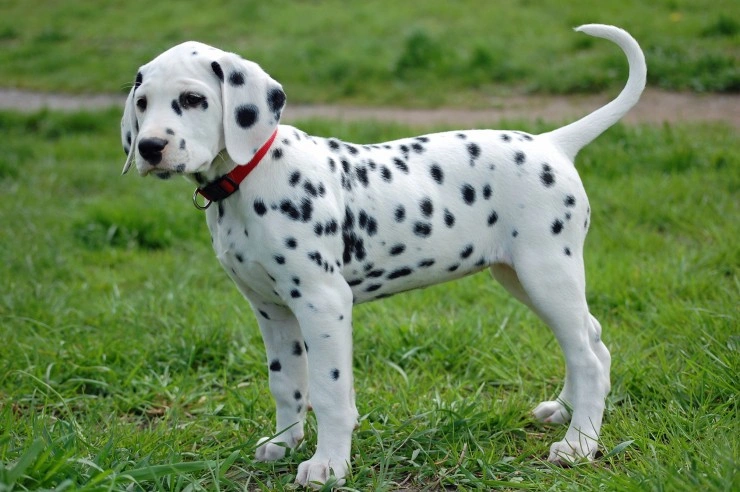 Dalmatian store dog puppy