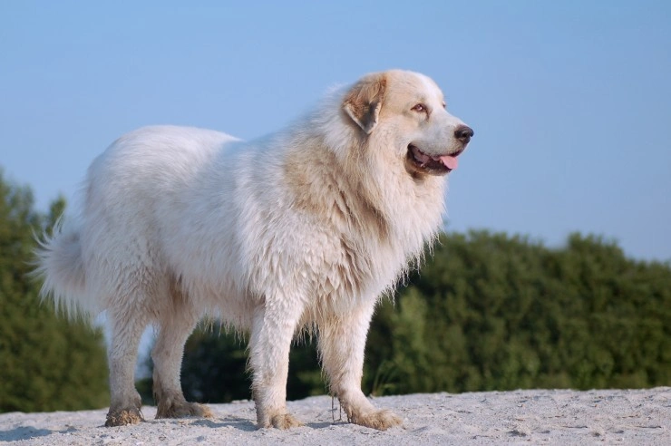 White store pyrenees dog