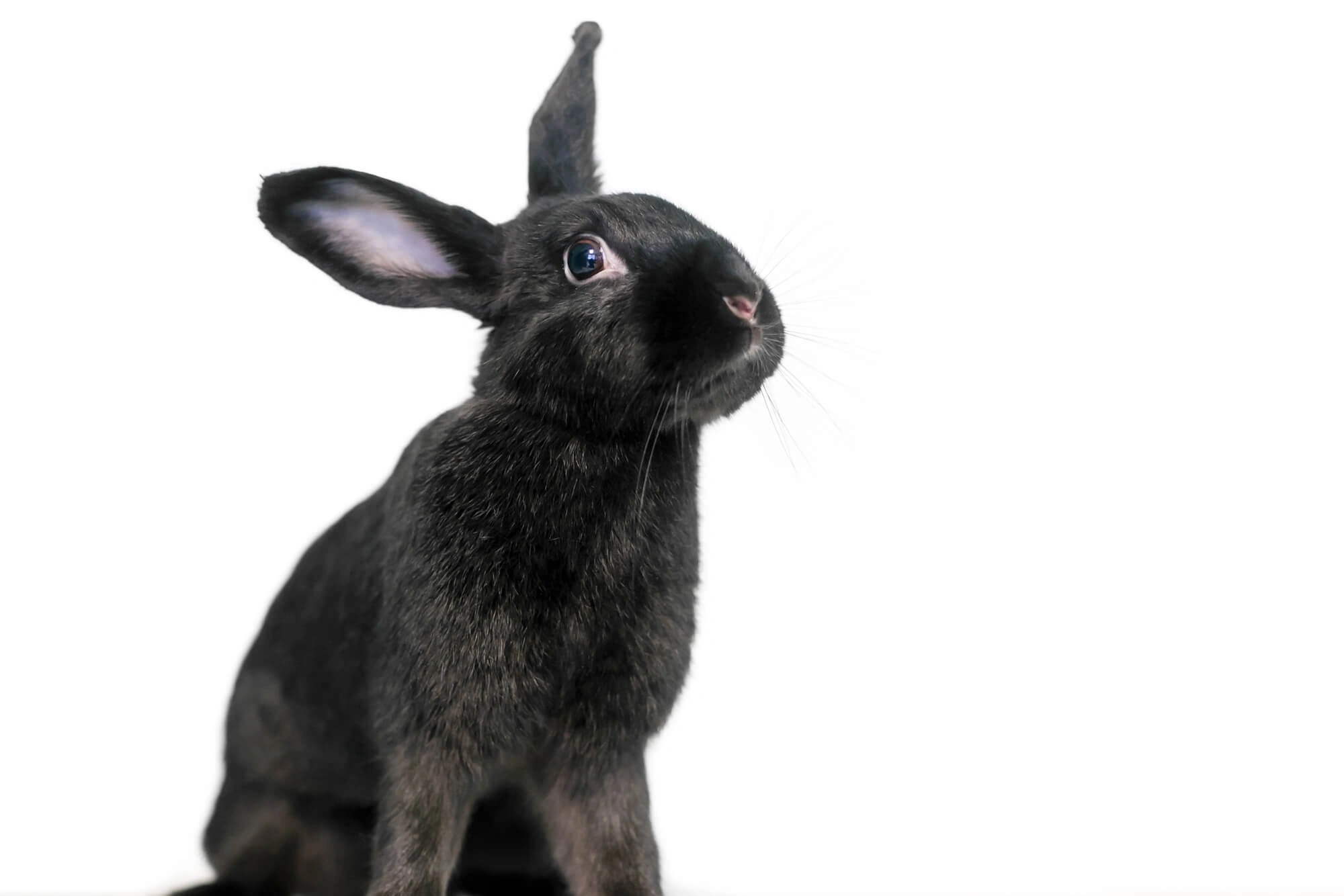 Blue havana hot sale rabbit