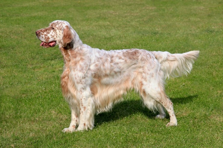 Blue belton english setter puppies store for sale