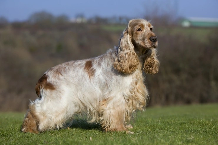 son raros los cocker spaniel rojos