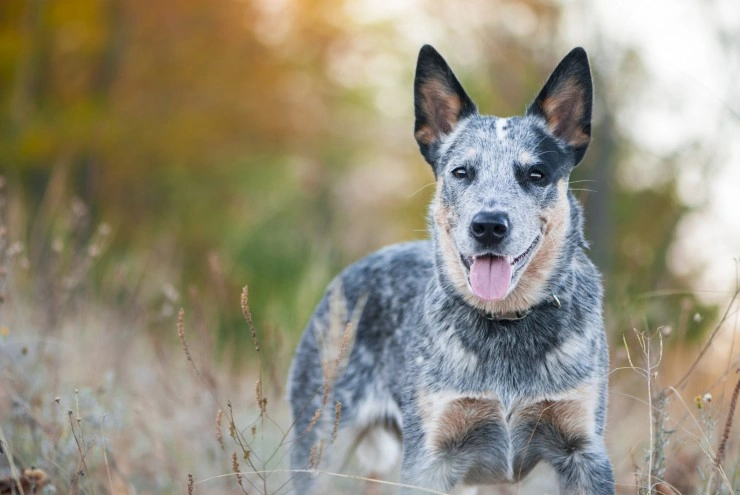 los blue heelers son buenos con otros perros