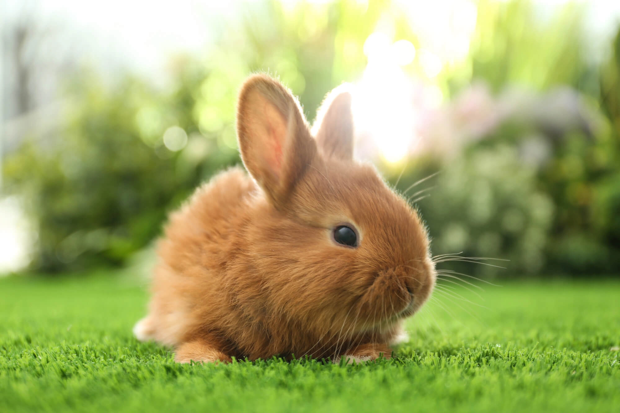 Thrianta Rabbits Breed - Information, Temperament, Size & Price ...