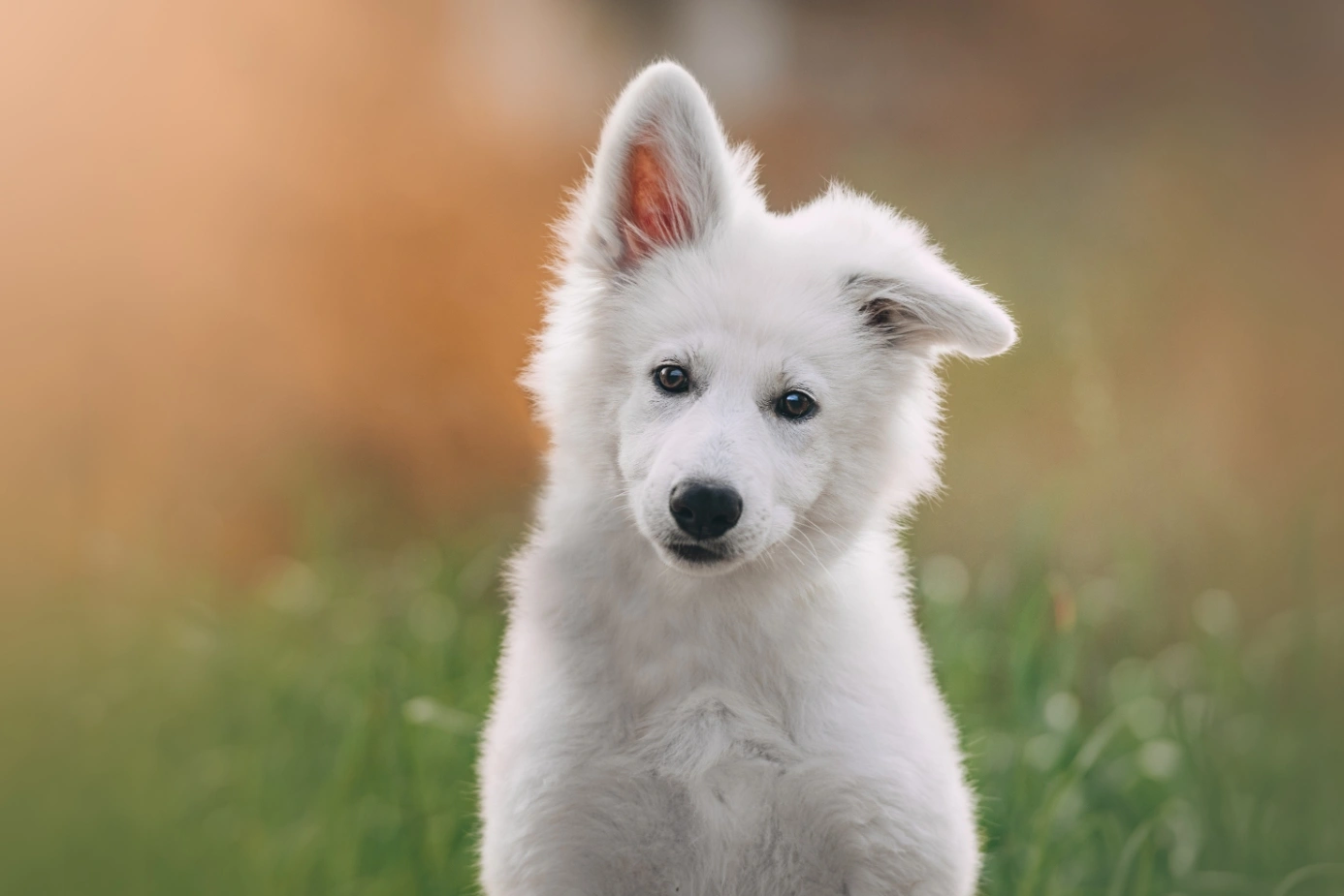 Swiss shepherd dog for shops