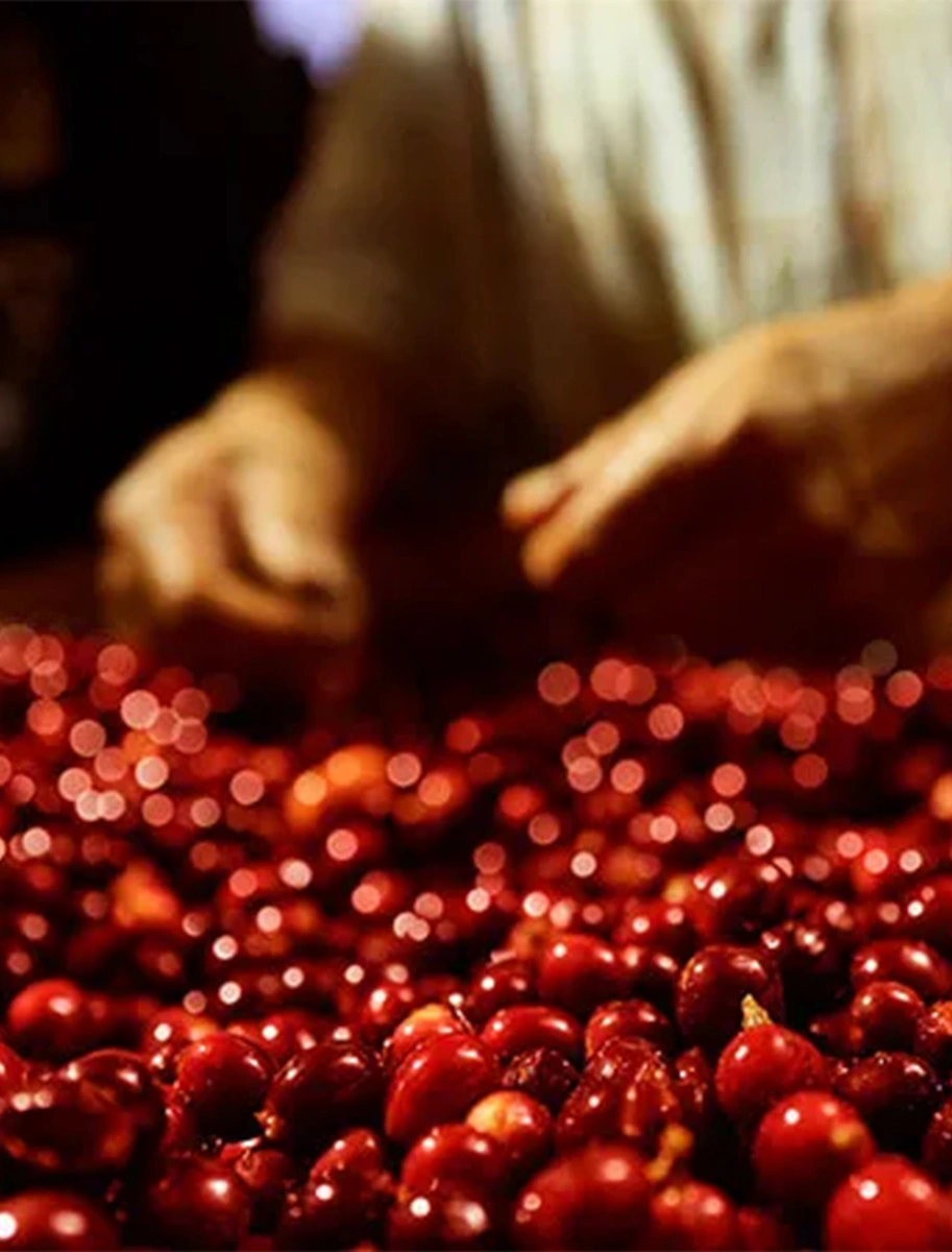 Red berries