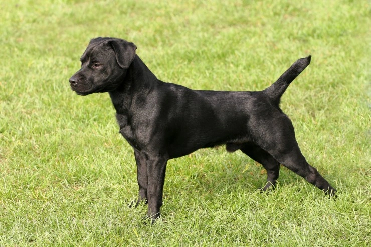 Patterdale store x poodle