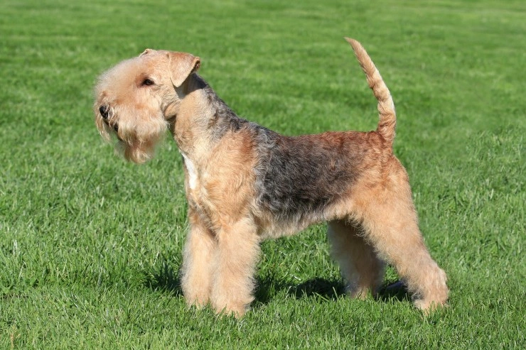 Lakeland hot sale terrier height