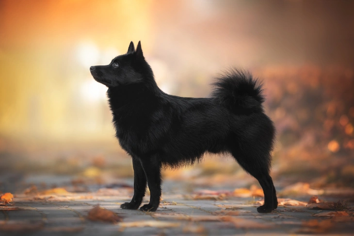 Miniature schipperke hot sale