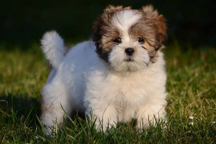 Lhasa apso 2025 short hair puppy