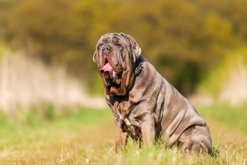 Neapolitan mastiff of store dog