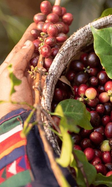 coffee harvest