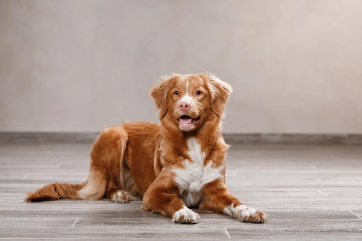 Duck toller hot sale poodle mix