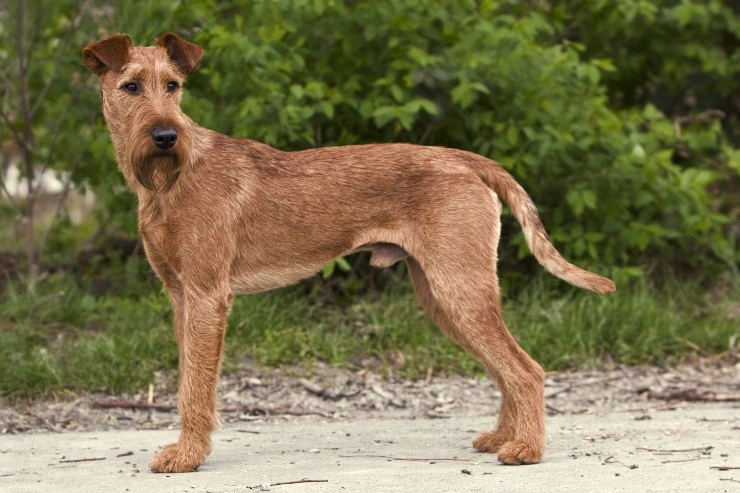 Irish terrier sale lurcher