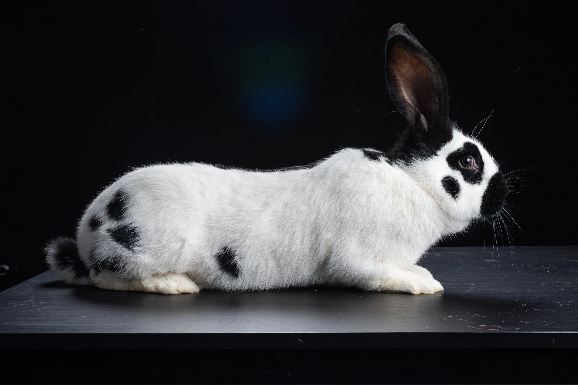 Continental Giant Rabbits Breed Information, Temperament, Size