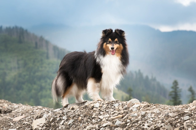 Yorkshire shetland 2024 sheepdog club