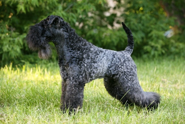 Kerry blue terrier poodle hot sale mix