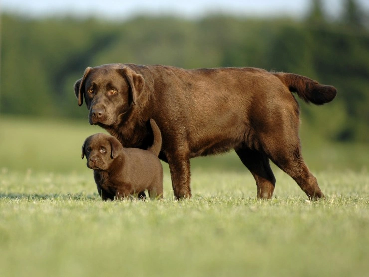 son los labradores buenos para las familias