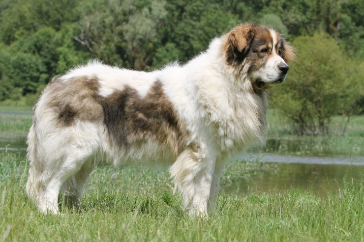 Pyrenees store mastiff dog