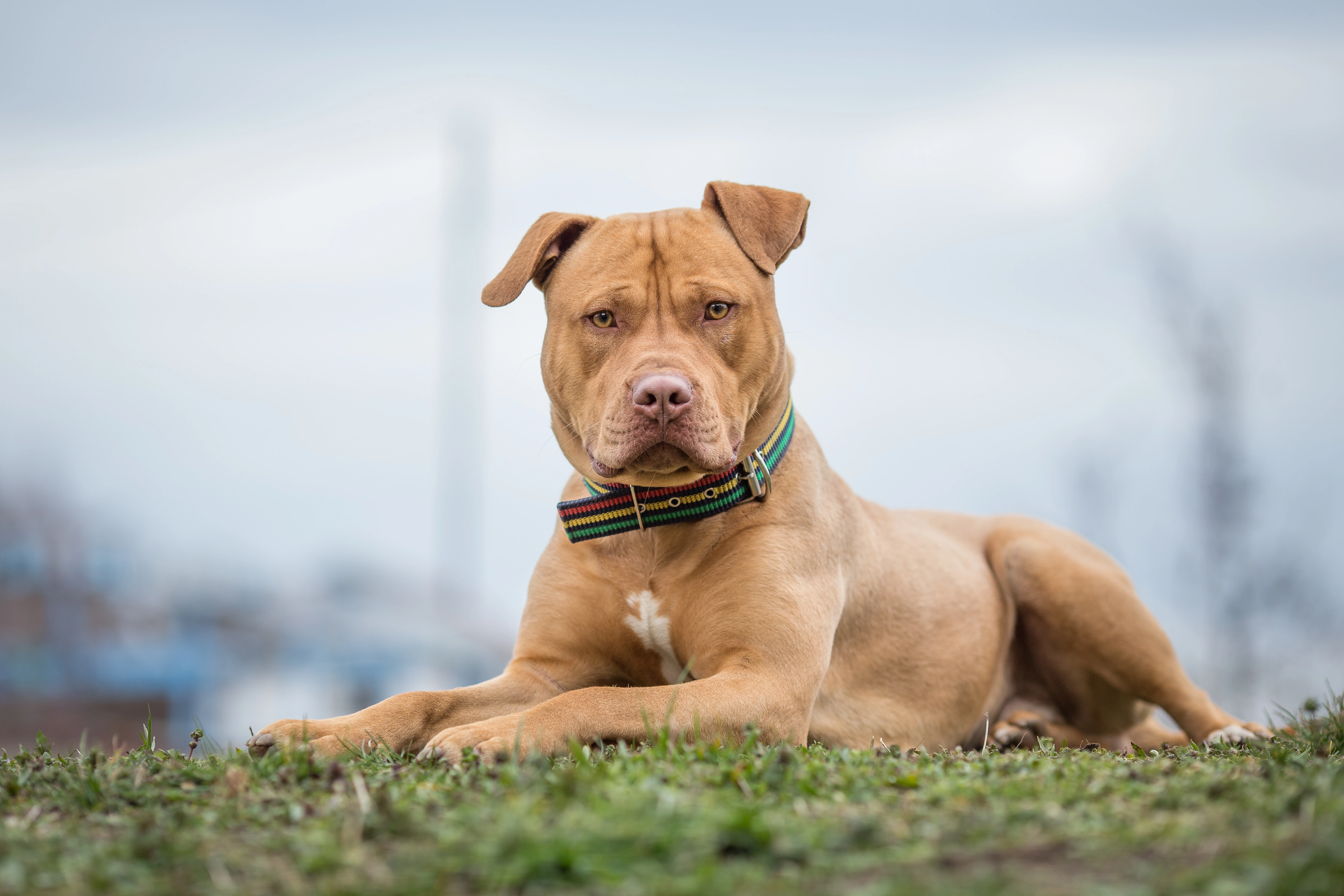 cuanto tiempo se considera cachorro a un pitbull