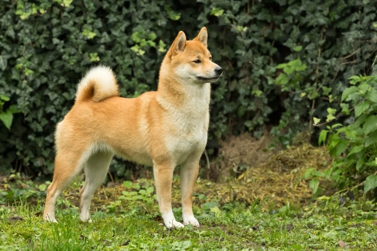 Shiba inu best sale purebred price