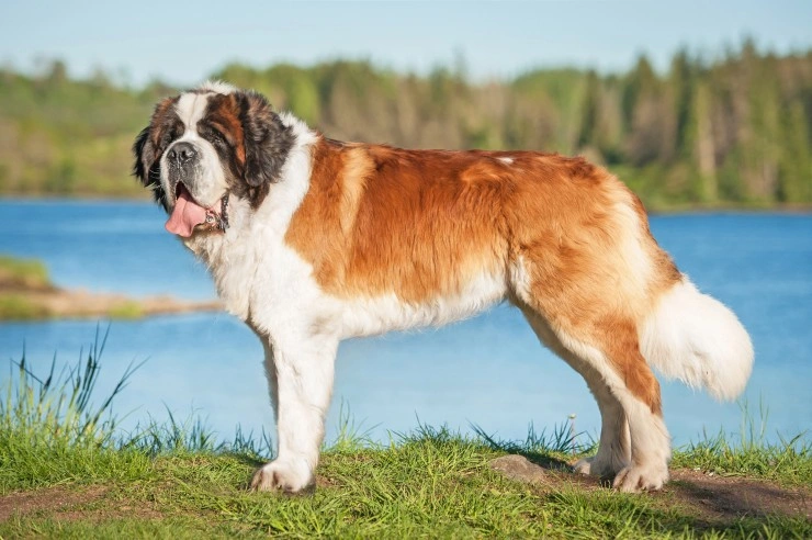 do saint bernards shed