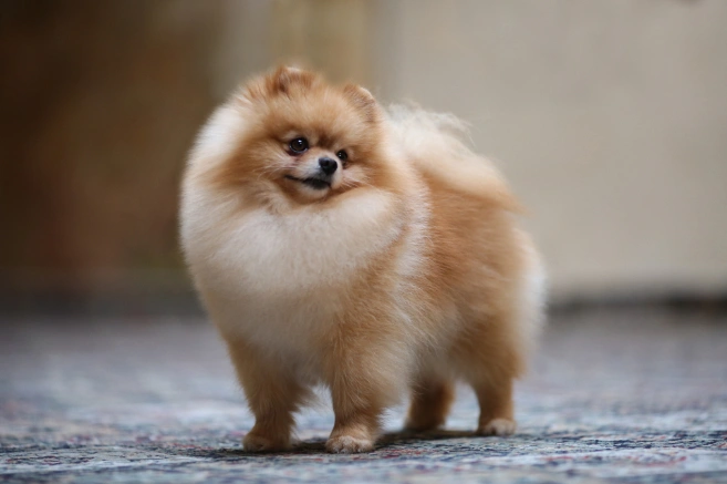 Bear type pomeranian puppy sale