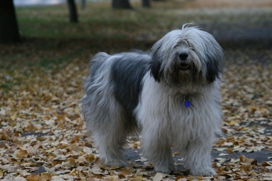 Polish lowland sheepdog puppies best sale for sale near me