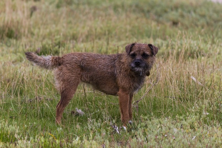 Large border hot sale terrier