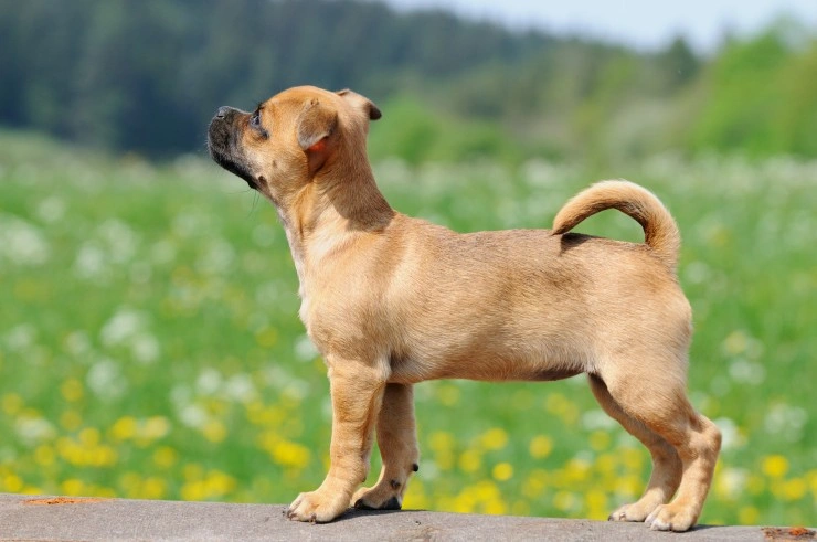 Jug sales dog temperament