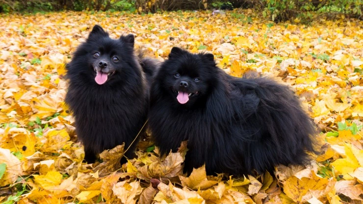 Spitz Alemán Perros Raza.
