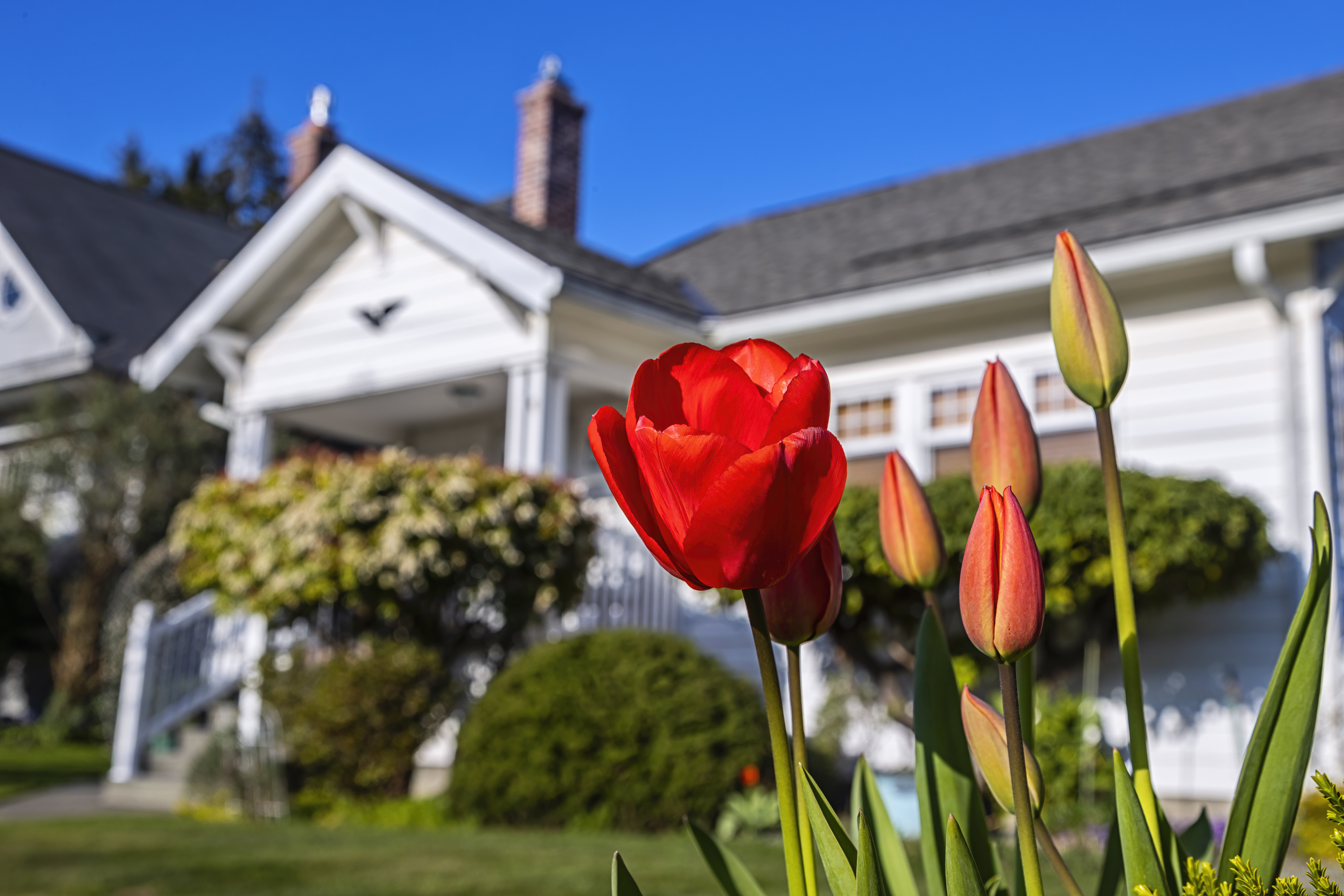 Small White Suburban House with Tulips in Yard
