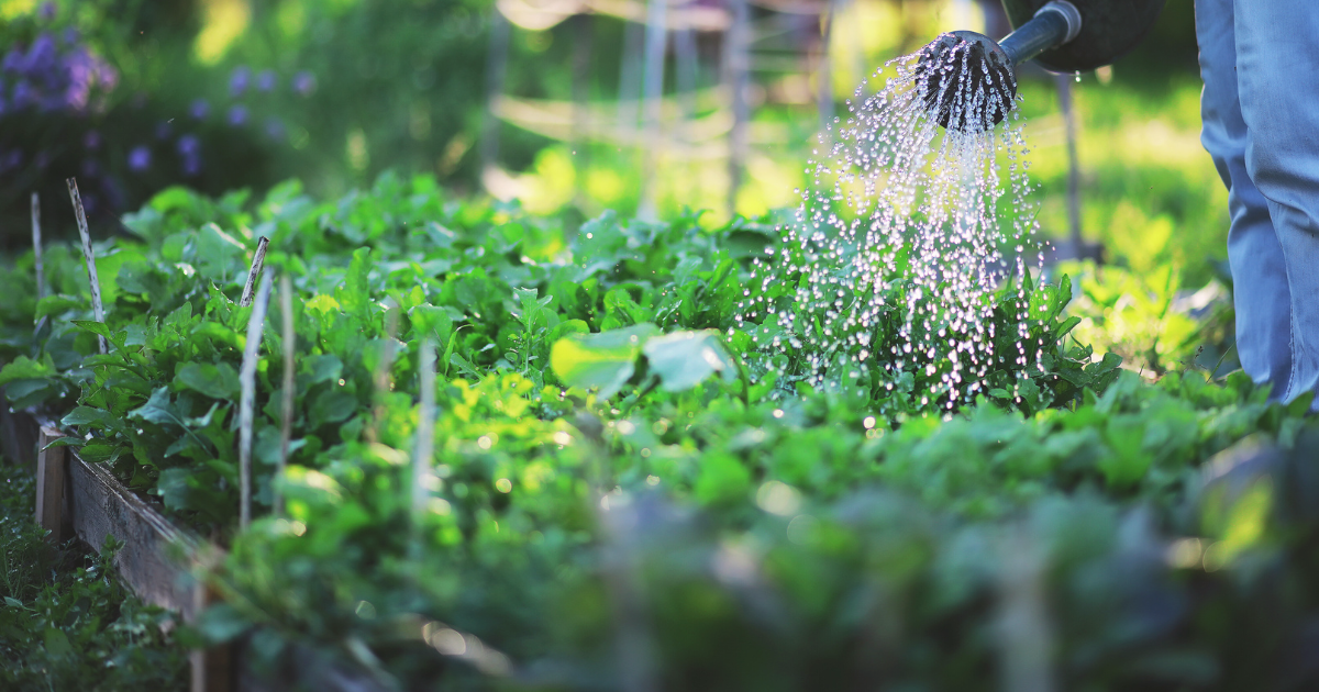 Watering and Irrigation Tips.png