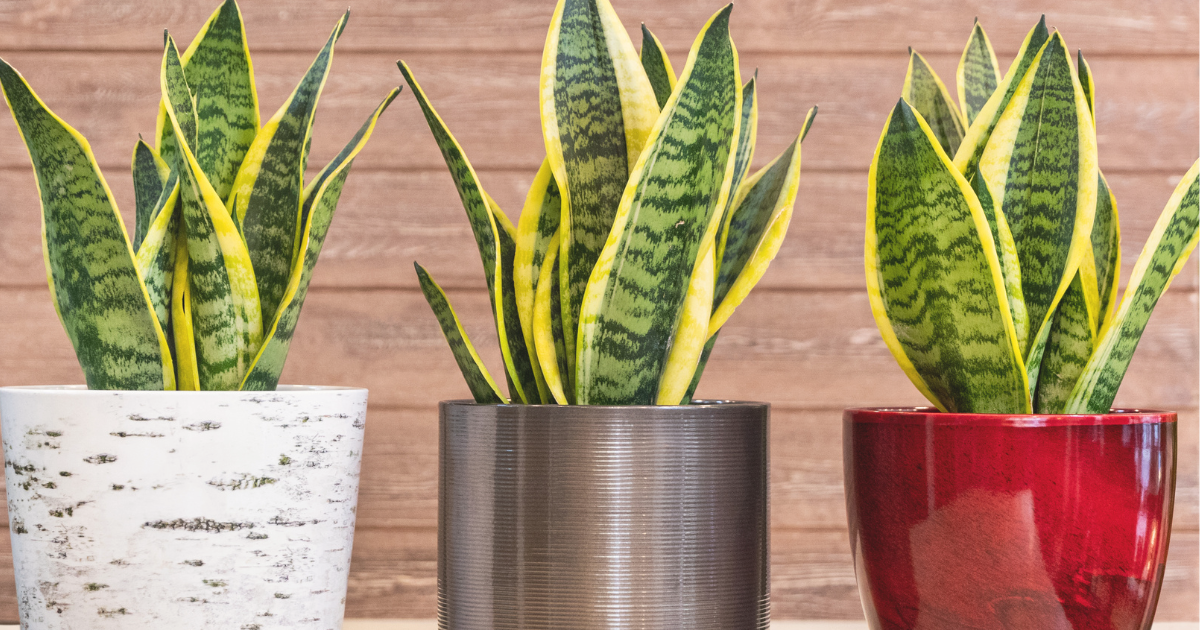 SNAKE PLANT.png