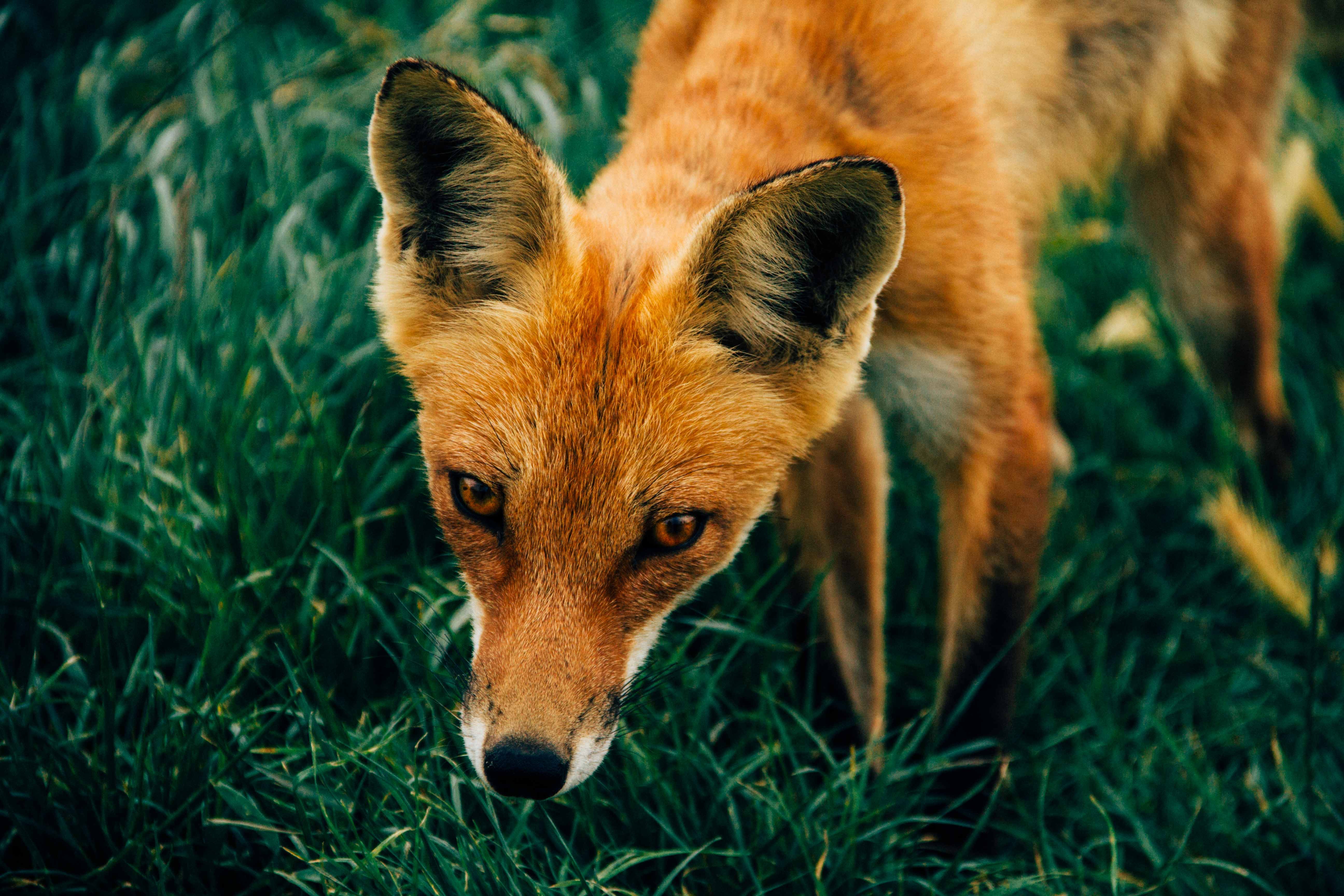 Fox as a spirit animal