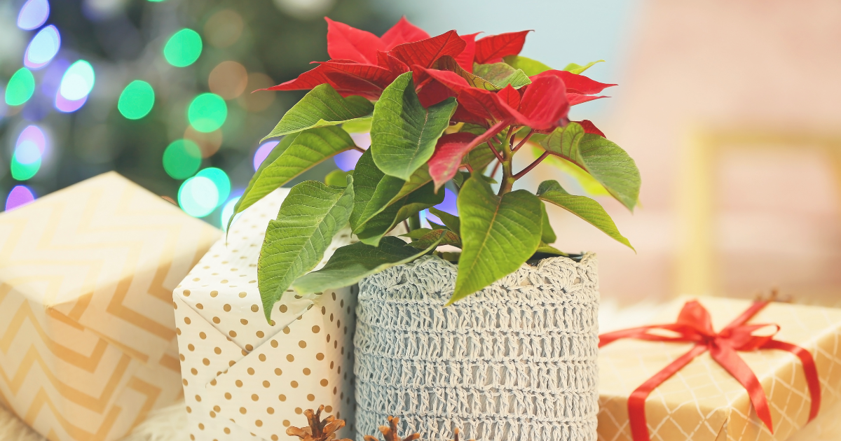 holiday plant gift (2).png