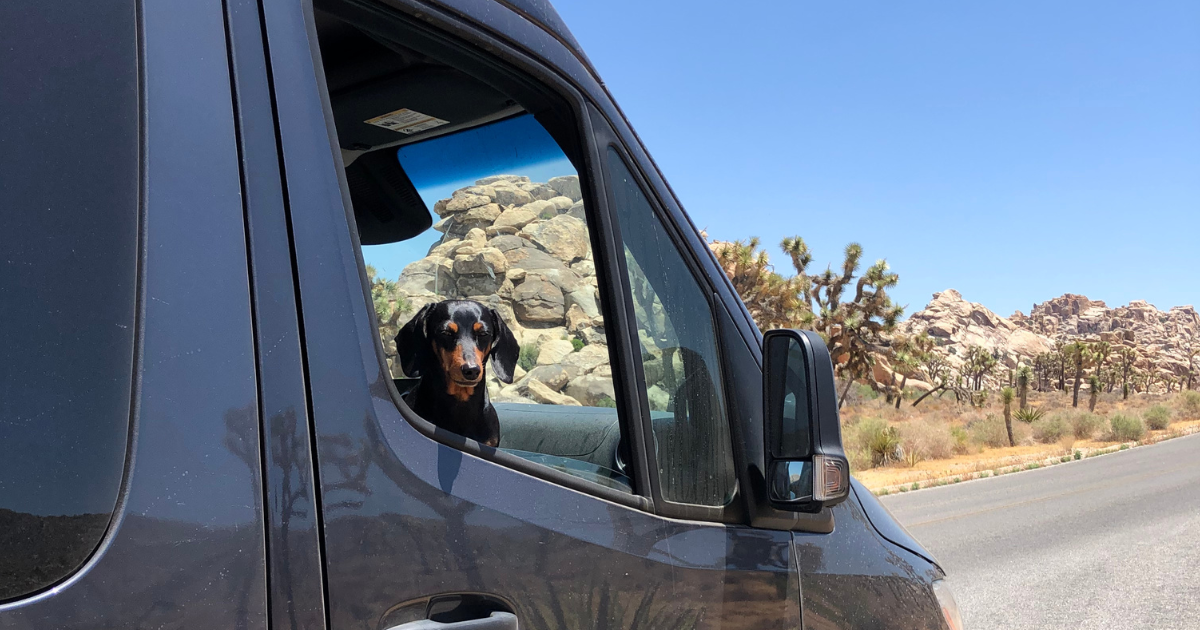 A dog looks out an RV window.