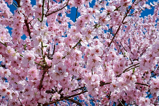 The best places to see cherry blossoms around Chicago