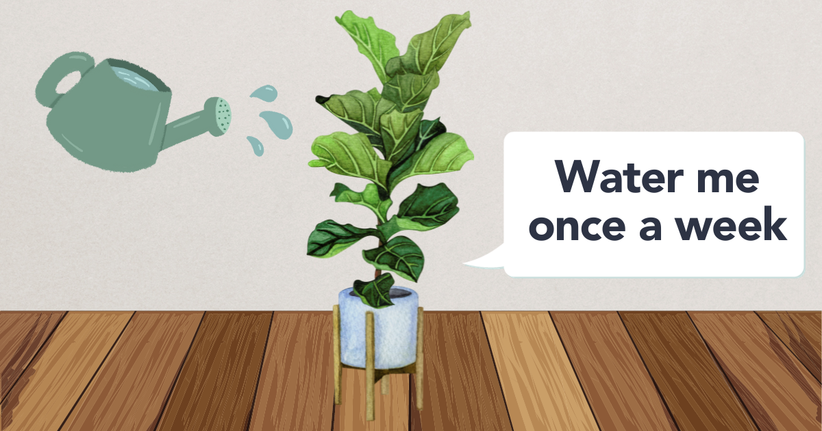 watering frequency fiddle leaf fig.png