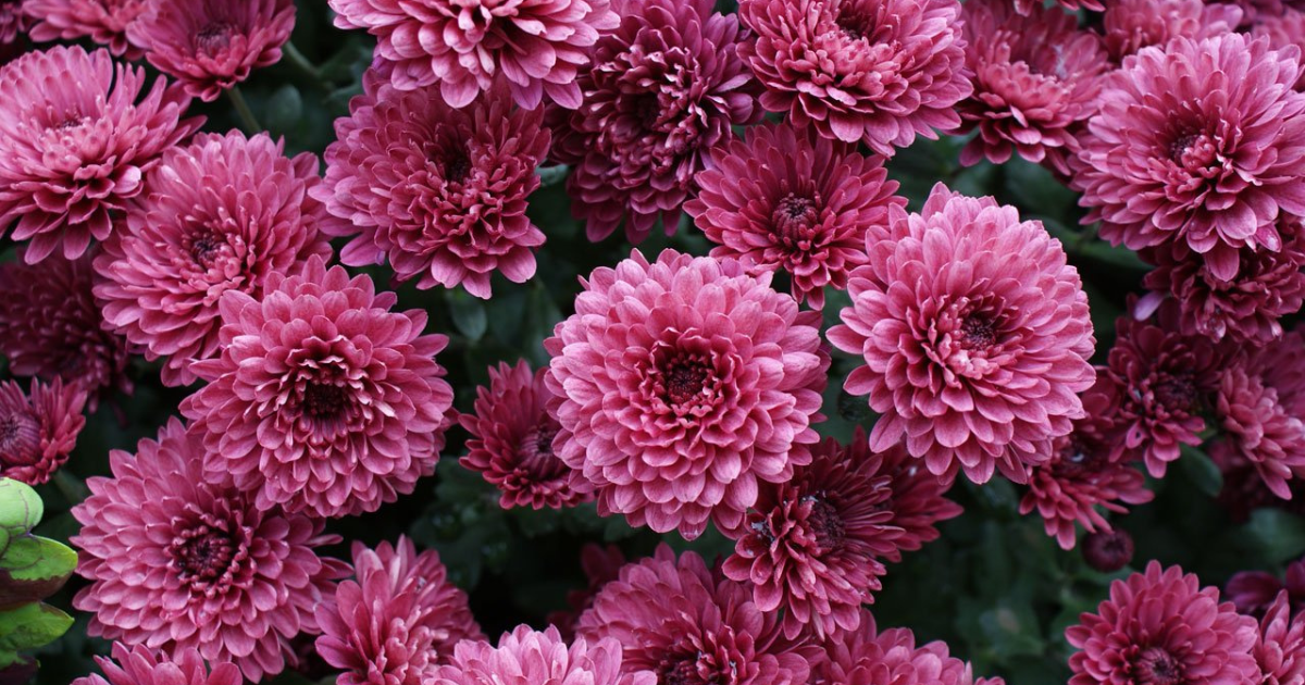 chrysanthemum.png