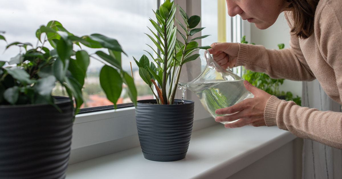 zz plant watering.png